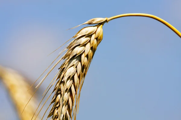 Orejas de trigo en el cielo azul —  Fotos de Stock