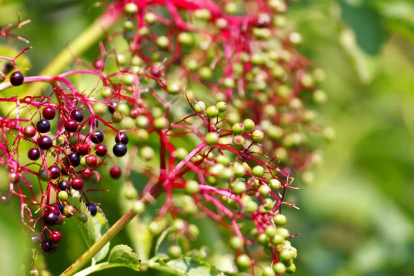 Elderberries on a tree — Stock Photo, Image