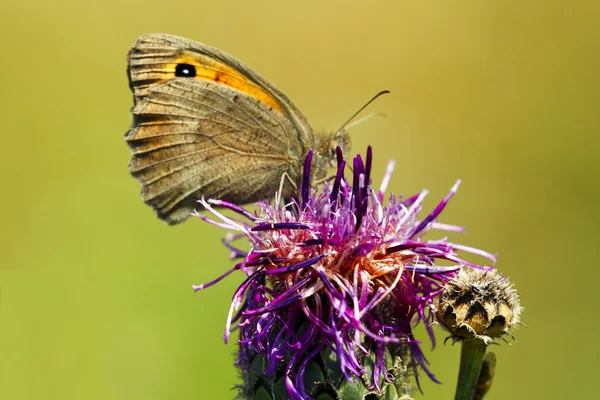 Thistle flower with butterfly — Stock Photo, Image