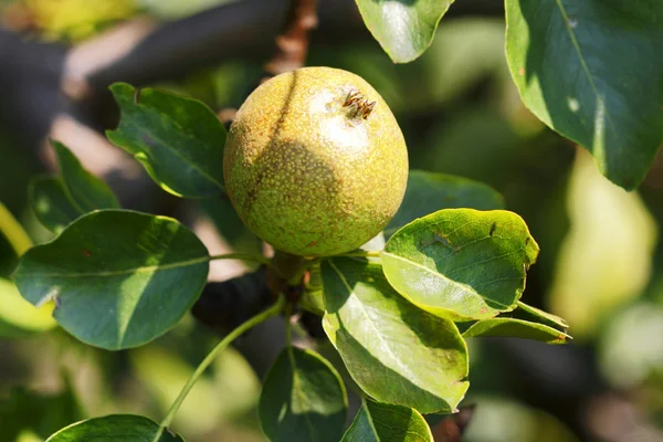 梨の木 — ストック写真