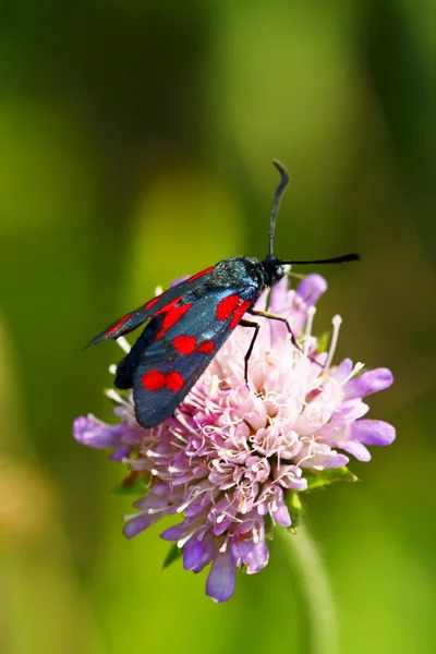 Butterfly feeding on flower — Stock Photo, Image