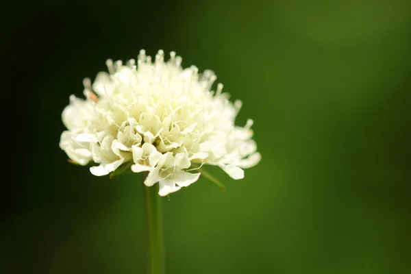 Blomma på gröna fält — Stockfoto