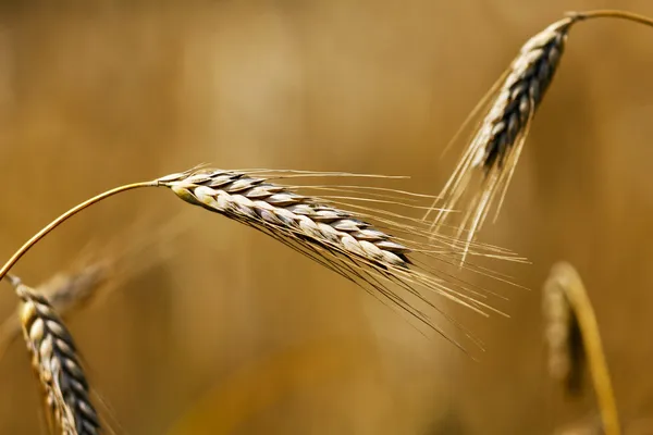 Espigas de trigo dourado — Fotografia de Stock