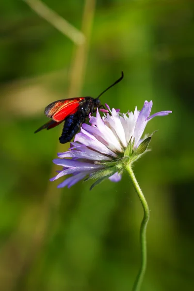 Bloem met vlinder op groen veld — Stockfoto
