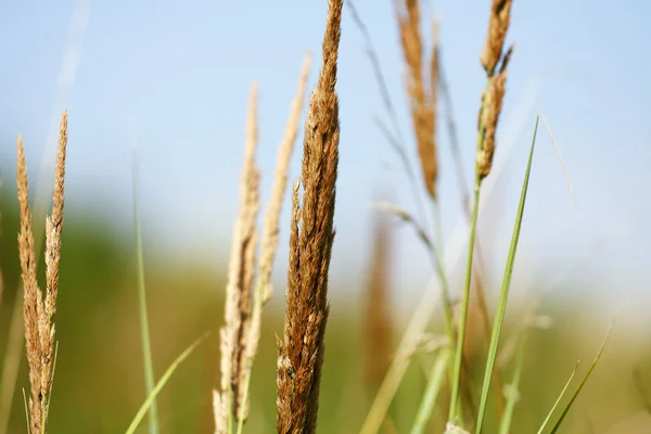Latem trawa tło — Zdjęcie stockowe