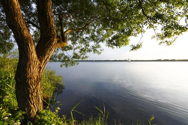 Drzewo i zachód słońca nad jeziorem — Zdjęcie stockowe
