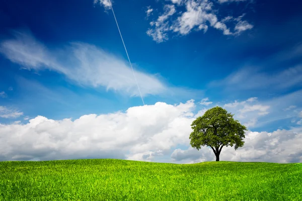 Tree on green meadow — Stock Photo, Image