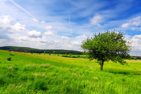 Grönt gräs fältet landskap — Stockfoto