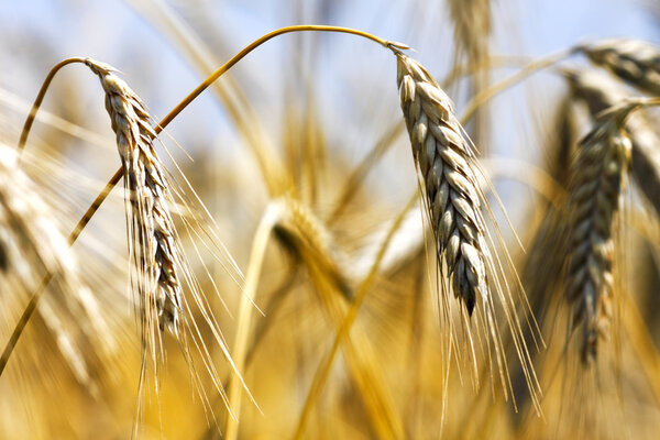 Золотая пшеница
