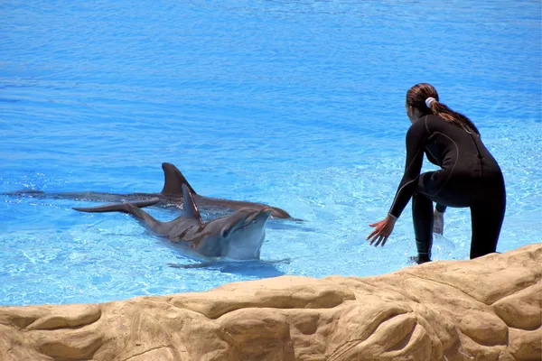 stock image Woman and dolphin