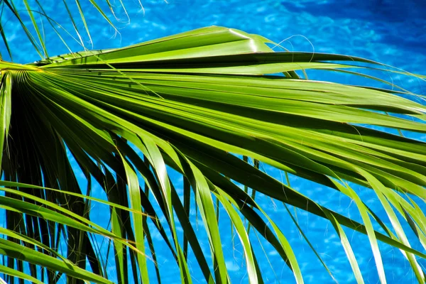 Пальма и синее море — стоковое фото