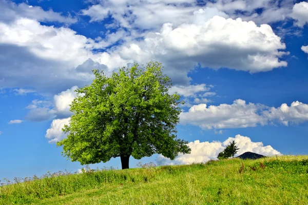 Strom na poli — Stock fotografie