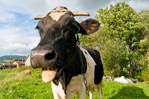 Primer plano de una vaca divertida — Foto de Stock