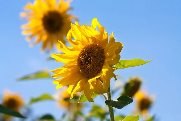Sunflower field and blue sky — Stock Photo, Image