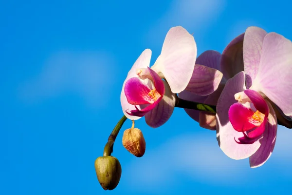 Lila magnolia blommor på blå himmel — Stockfoto