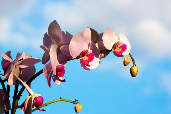 Vackra magnolia — Stockfoto
