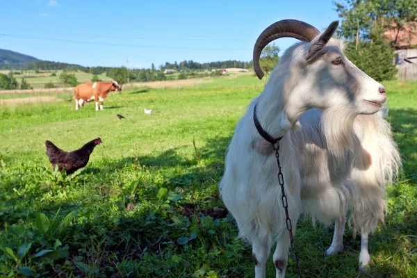 Goat and farm animals — Stock Photo, Image