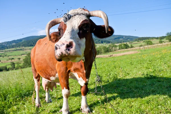 緑の牧草地に茶色と白の牛 — ストック写真