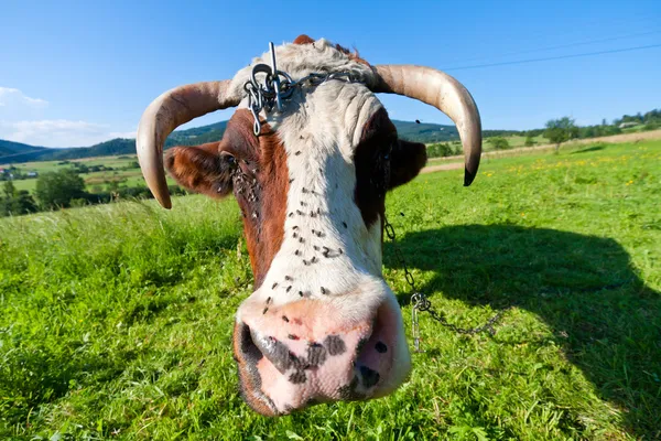 Uma vaca leiteira marrom e branca — Fotografia de Stock