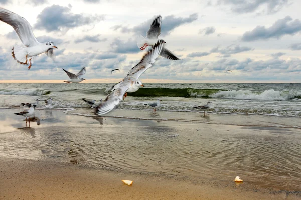 Gabbiani volanti al tramonto — Foto Stock
