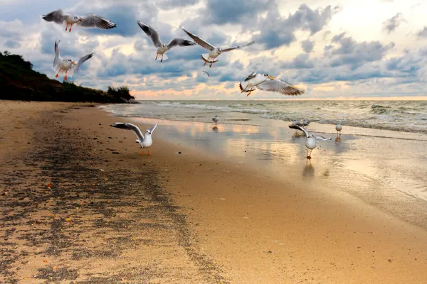Чайки пролетают над пляжем на закате — стоковое фото