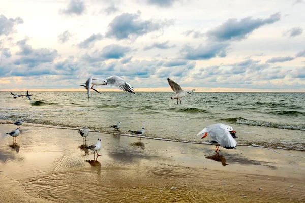 Seagulls and Sea Sunset — Stock Photo, Image