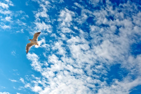 Måke på blå himmel – stockfoto