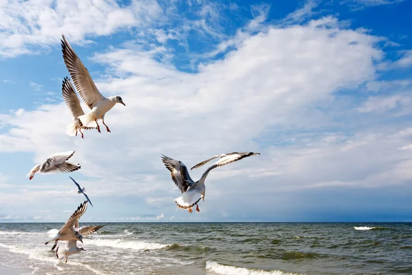 Gabbiani volanti — Foto Stock