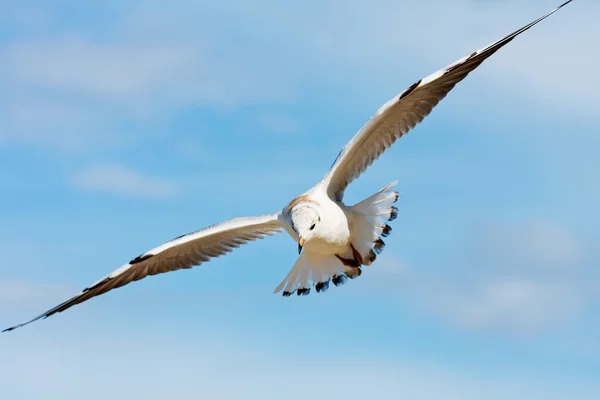 Seagull op blauwe hemel — Stockfoto
