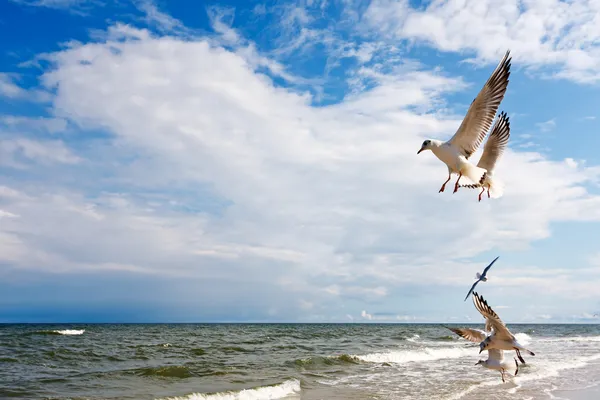 Flying seagulls over Sea — Stock Photo, Image