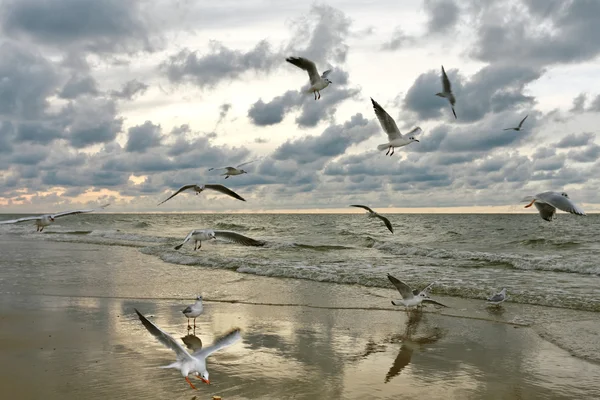 Flying Seagulls on Sunset — Stock Photo, Image