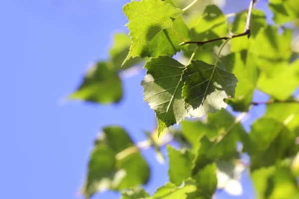 Зелене листя на фоні неба — стокове фото