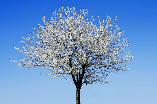 Árvore florescente única — Fotografia de Stock