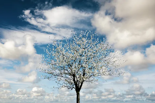 Äppelträd på blå himmel — Stockfoto