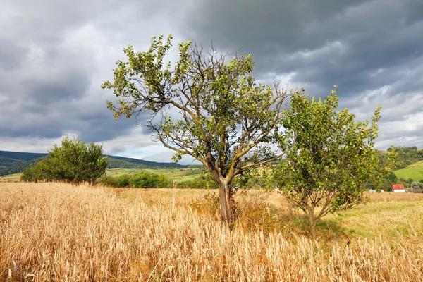 Árvores verdes no campo de trigo — Fotografia de Stock