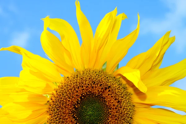 Sonnenblume am blauen Himmel — Stockfoto
