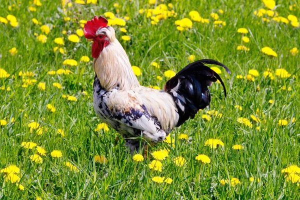 stock image Beautiful rooster