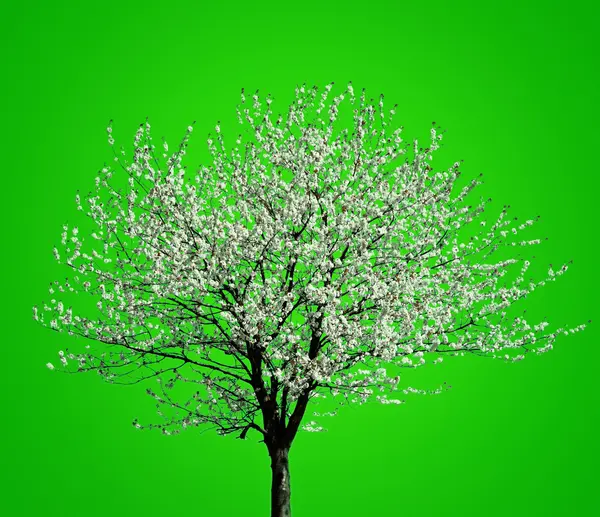 Árbol floreciente — Foto de Stock