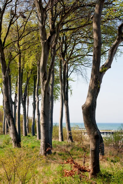 Przybrzeżnych drzewo — Zdjęcie stockowe