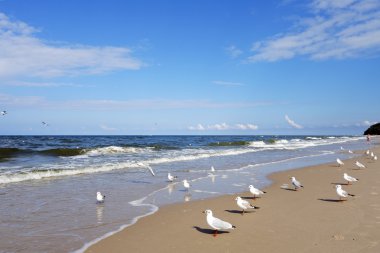 Beach with gulls clipart