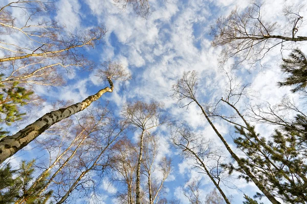 Jesień las brzozowy — Zdjęcie stockowe