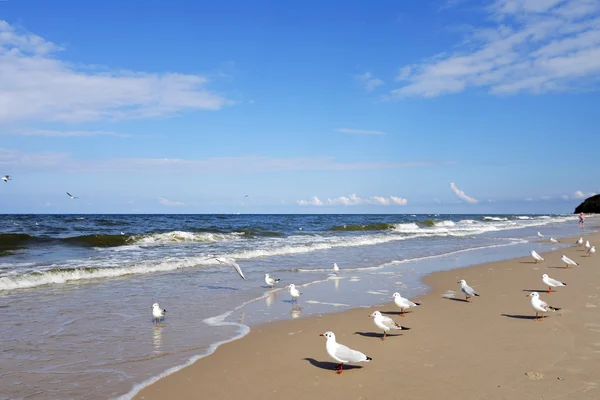 Пляж с чайками — стоковое фото