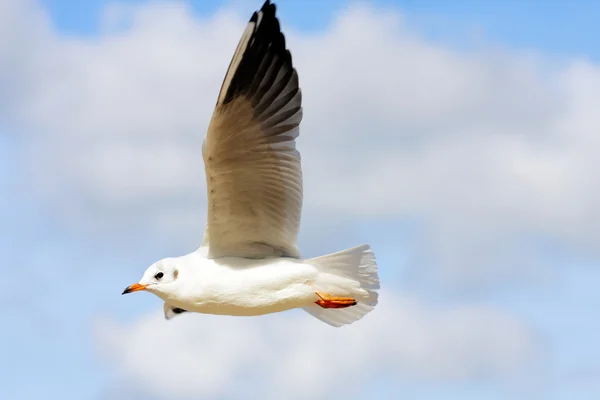 Gull flying — Stock Photo, Image