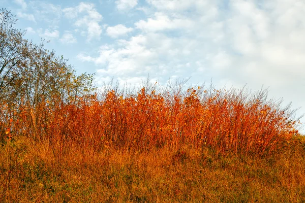 Autumn Hill — Stok fotoğraf