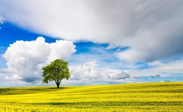 Lone Oak Tree in yellow oilseed field — Stock Photo, Image