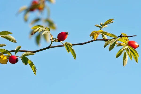 Red rose hips on bush against sky — Stock Photo, Image