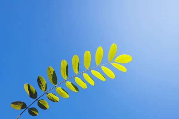 Zielony liści oddziału i niebieski niebo — Zdjęcie stockowe