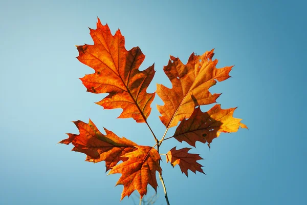 Hojas de otoño vibrantes — Foto de Stock