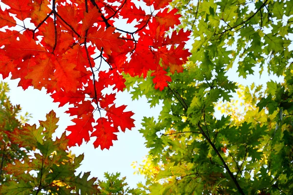 Na podzim listy proti modré obloze — Stock fotografie