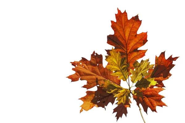 Narancssárga őszi levelek — Stock Fotó